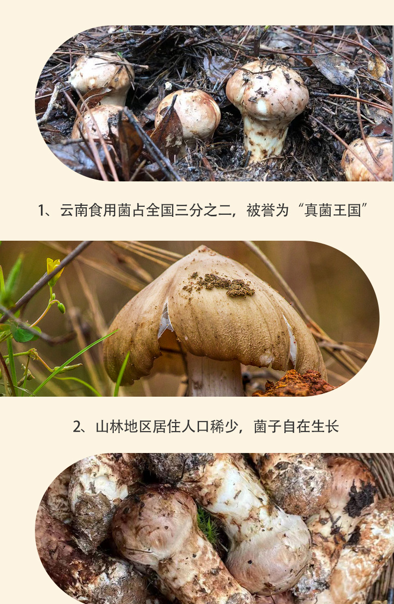 大理油浸菌菇_05