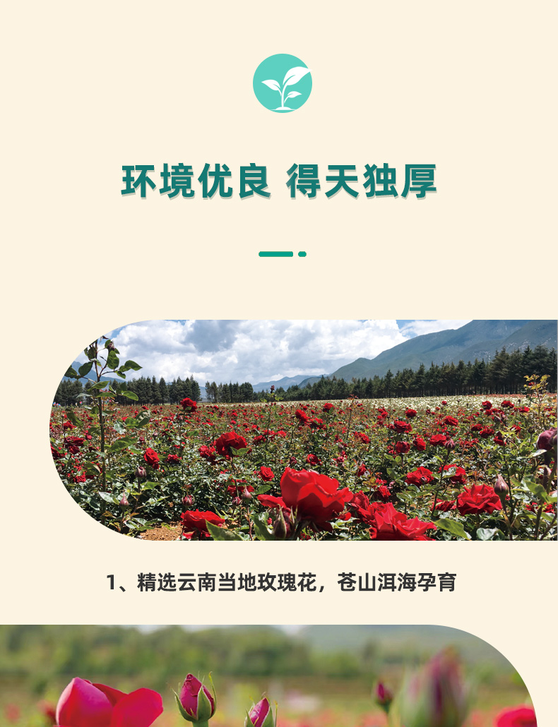 冻干墨红玫瑰-详情页_04