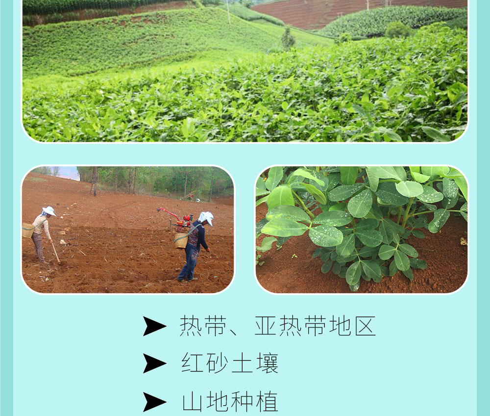 生花生详情页-238_05